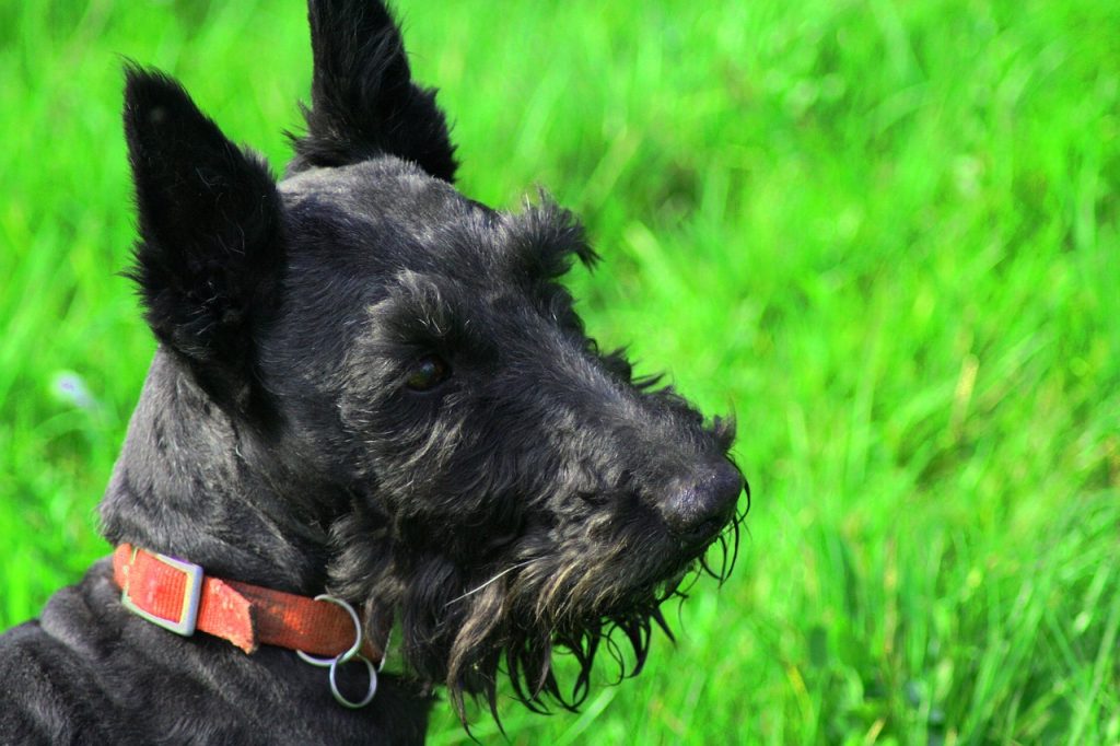 Terrier écossais