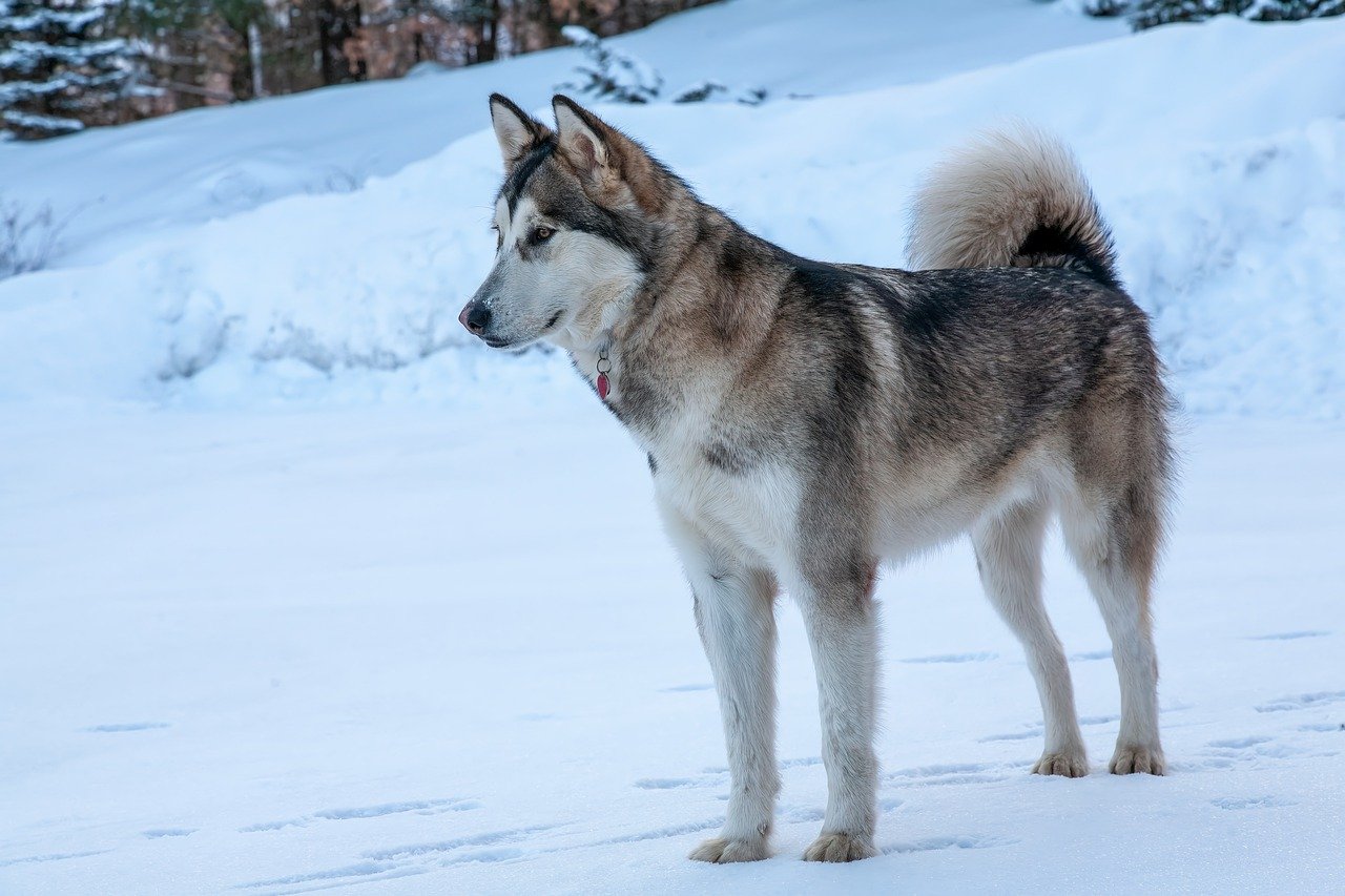 malamute d'alaska