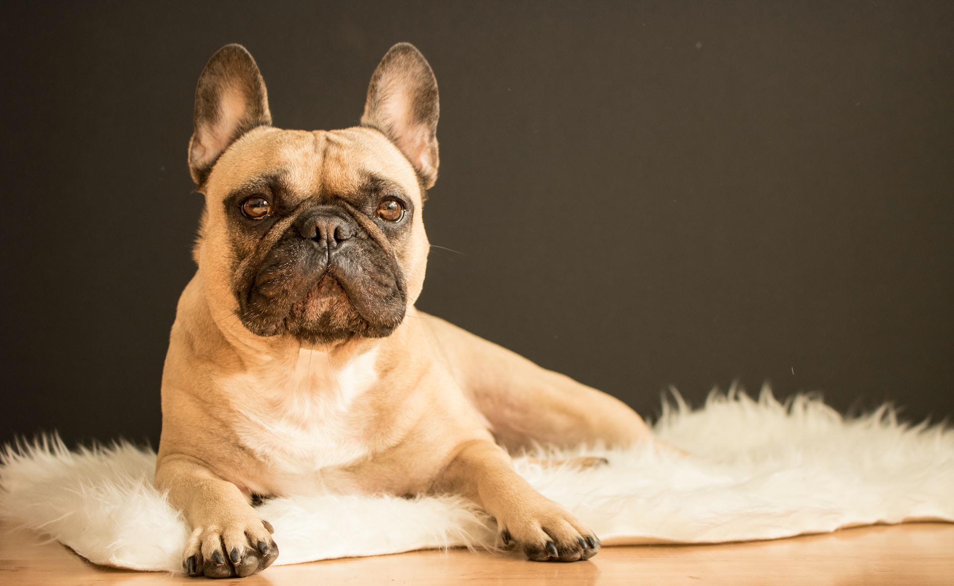 Bouledogue Français 