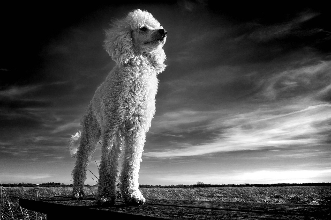 Caniche