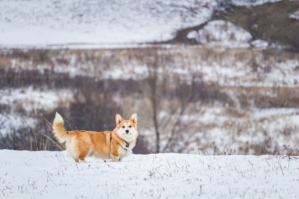 Corgi
