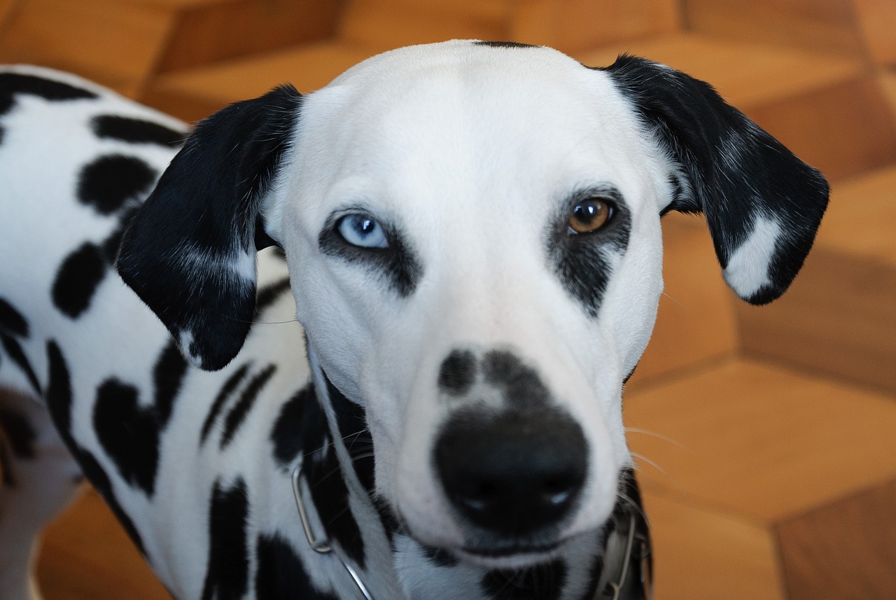 Dalmatien à pelage court