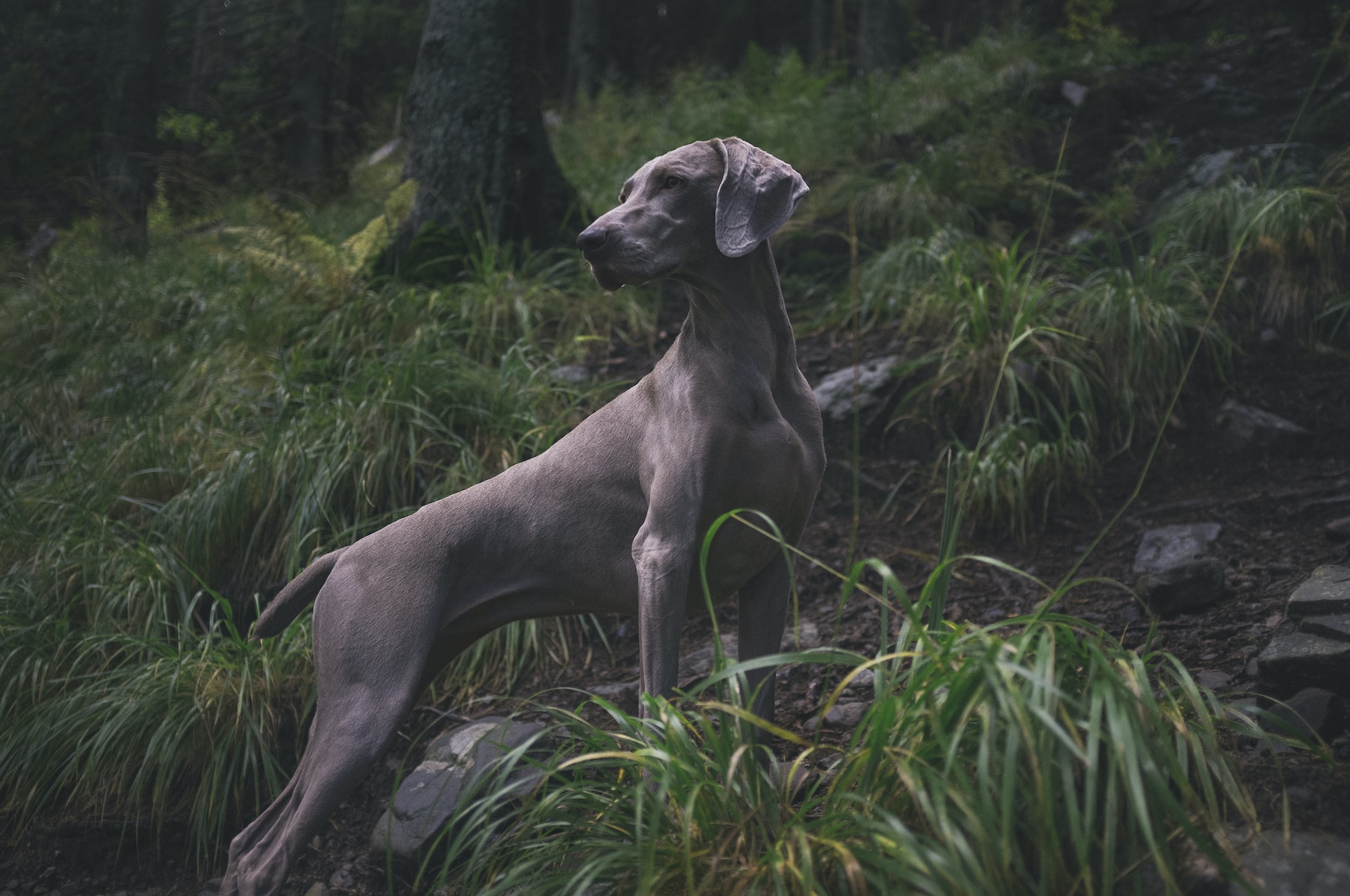 Dogue Allemand