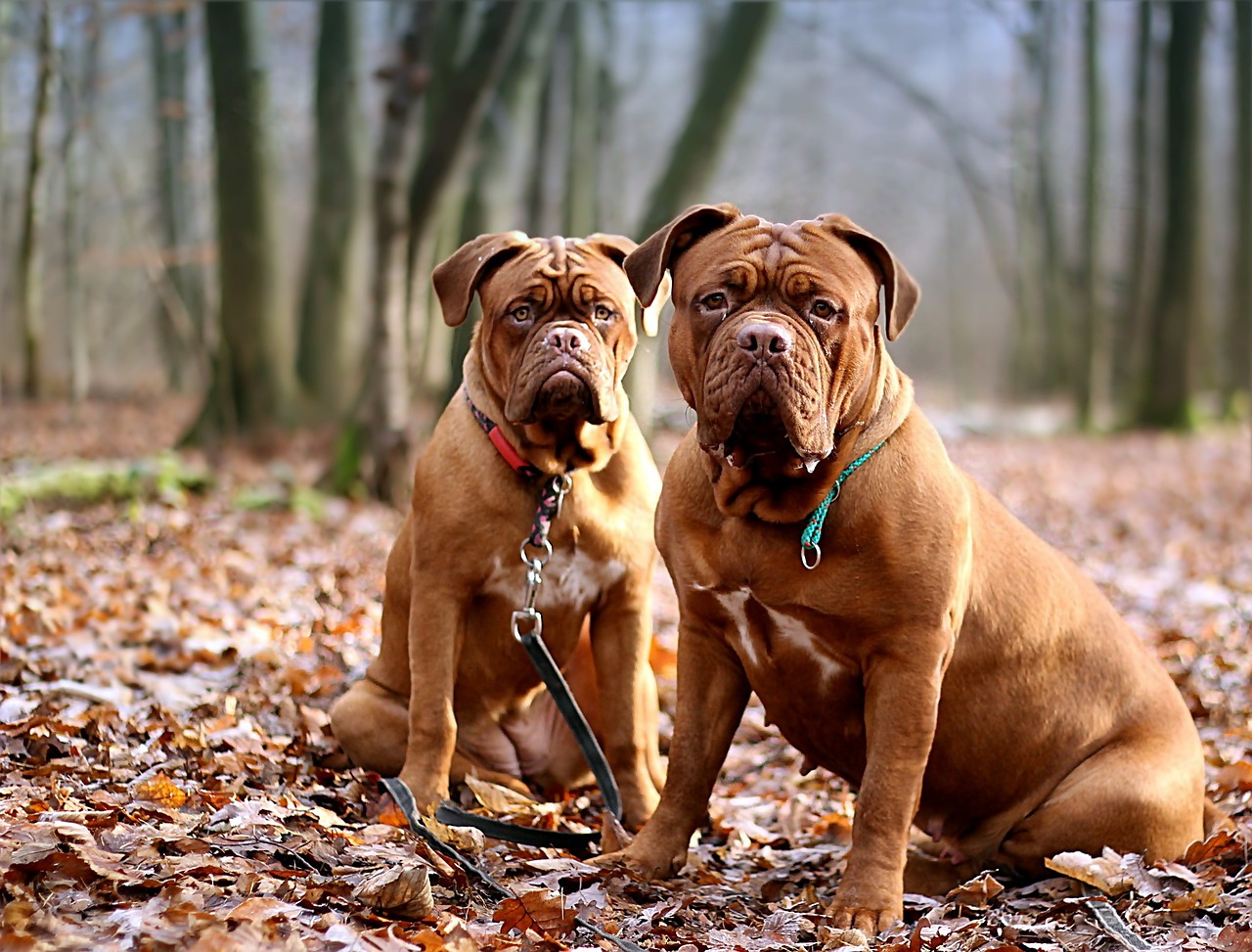 dogue de Bordeaux