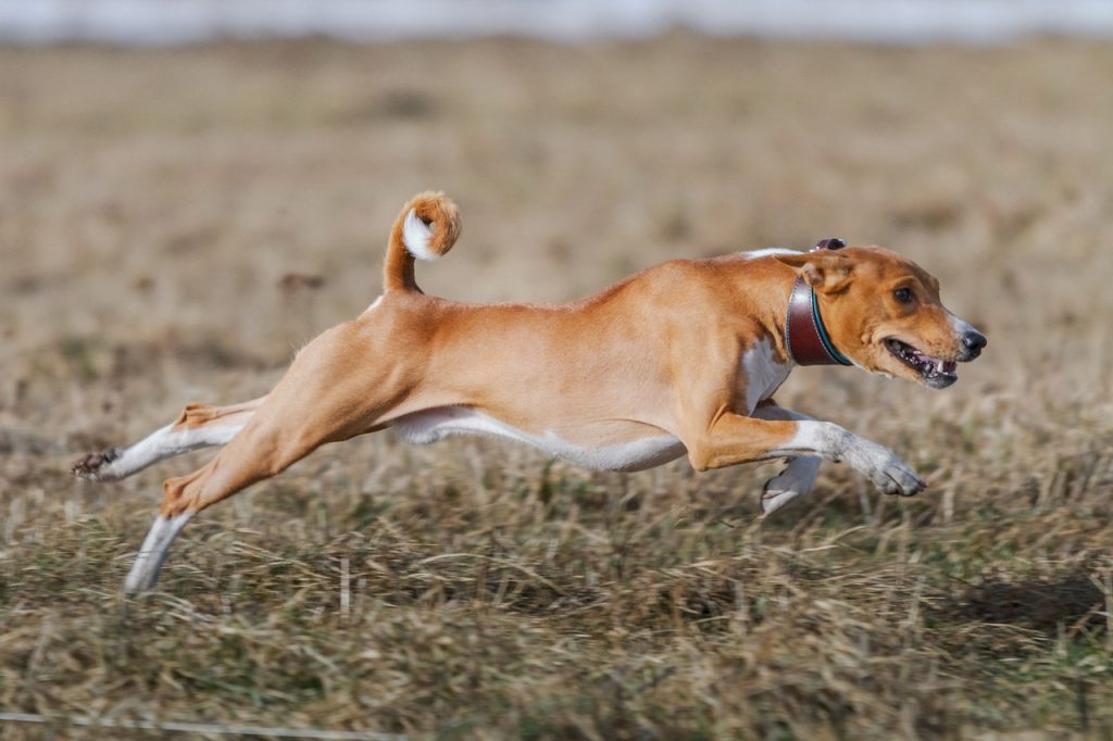 Basenji