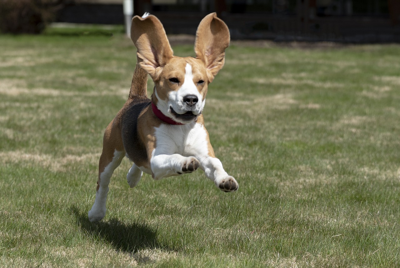 Beagle qui court