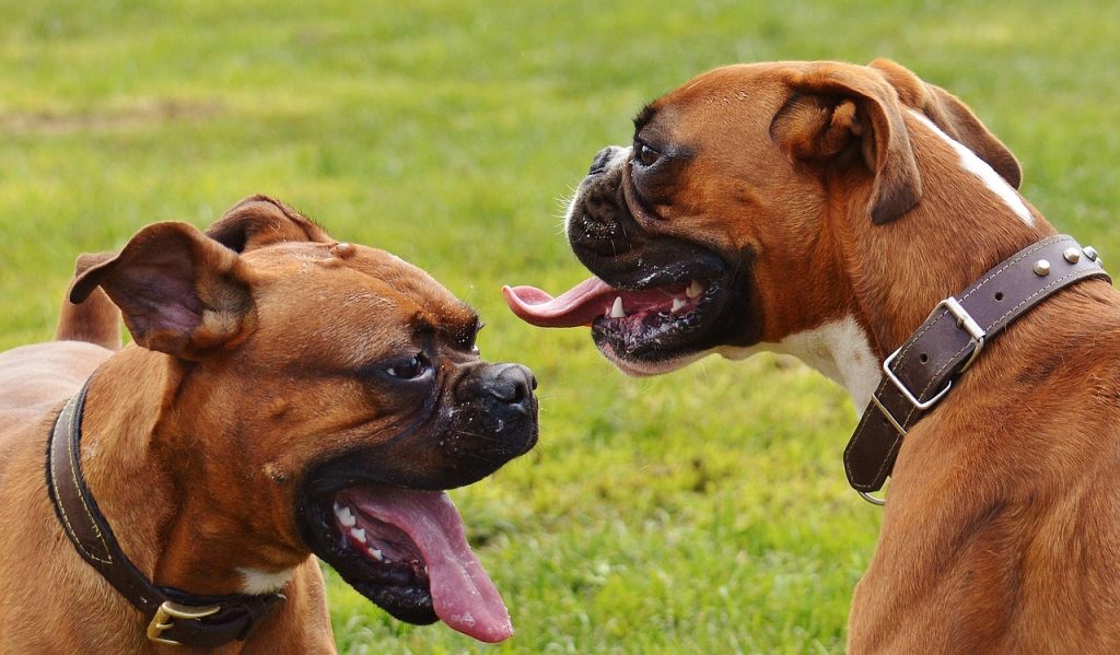 Boxer