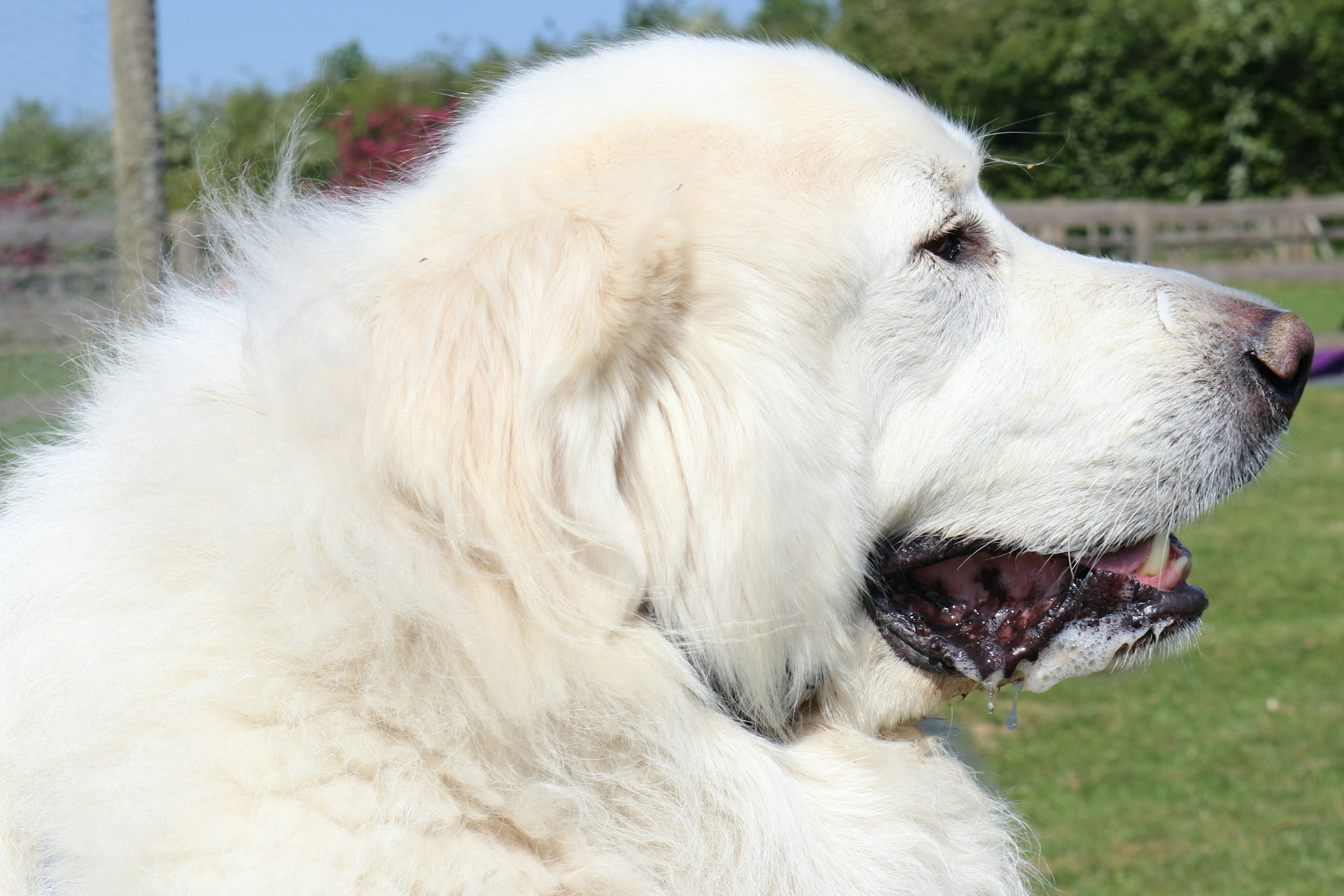 Chien de Montagne des Pyrénées