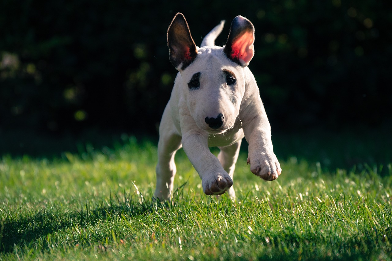 bull terrier