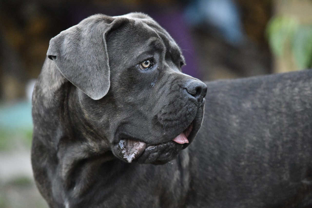 Mastiff