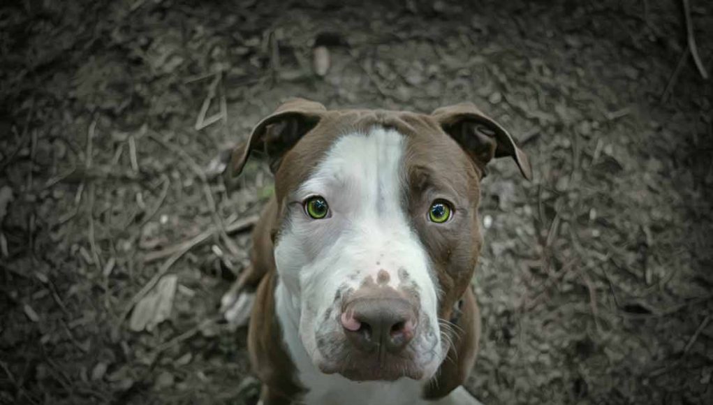 chiens aux yeux verts émeraude