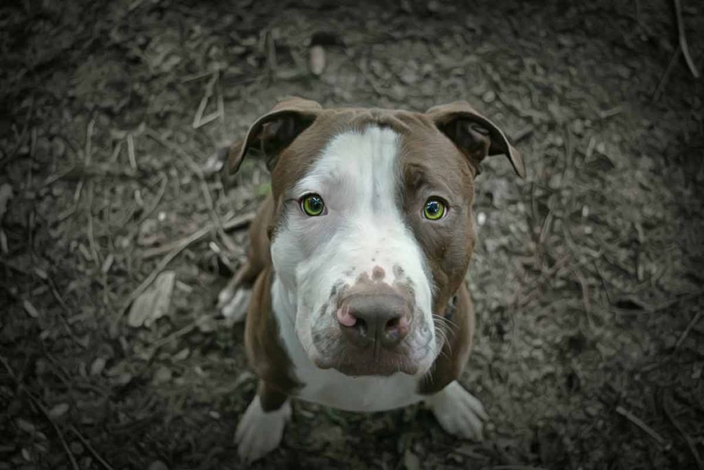 chiens aux yeux verts émeraude