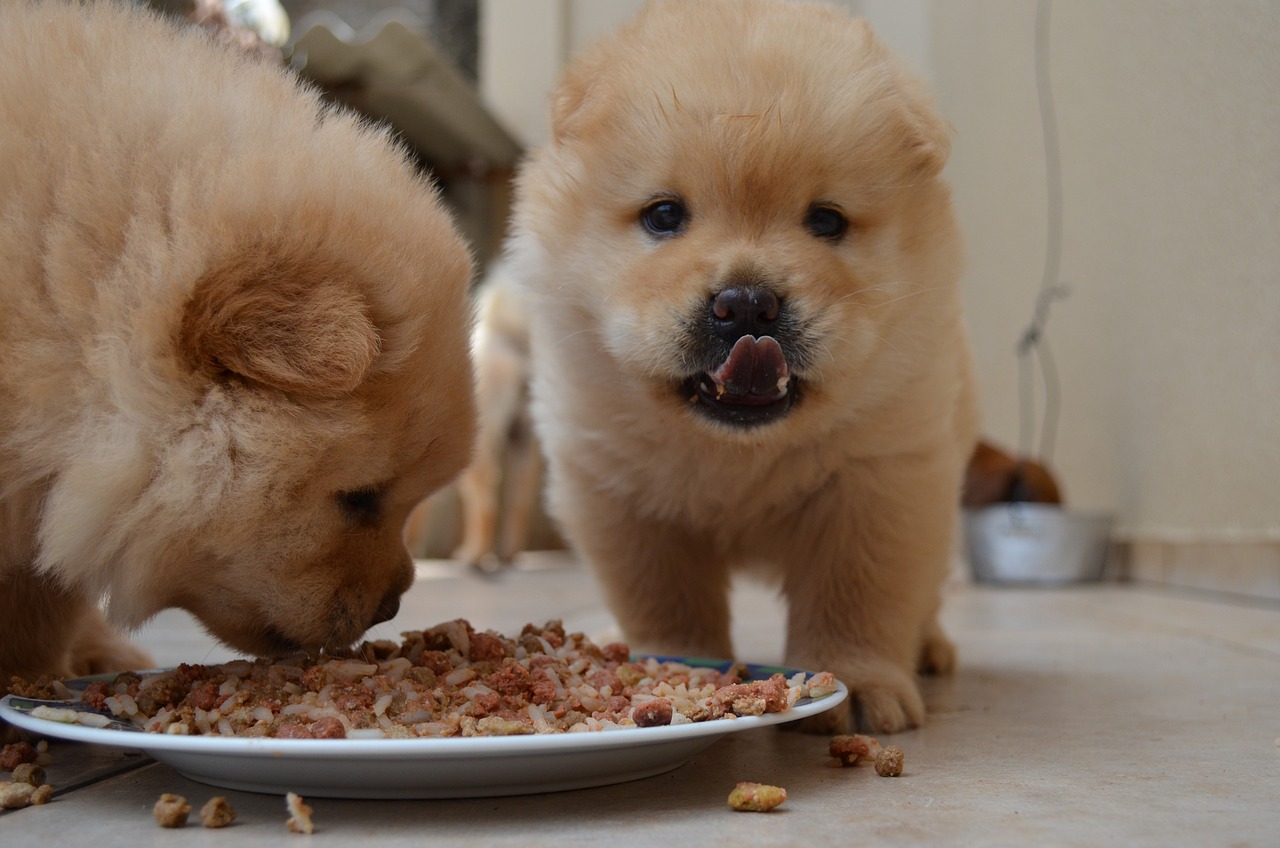 Secret sur les petits Chow Chow