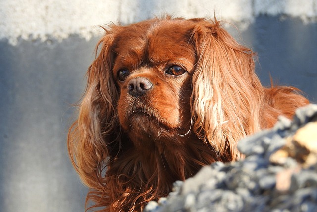 Cocker Spaniel