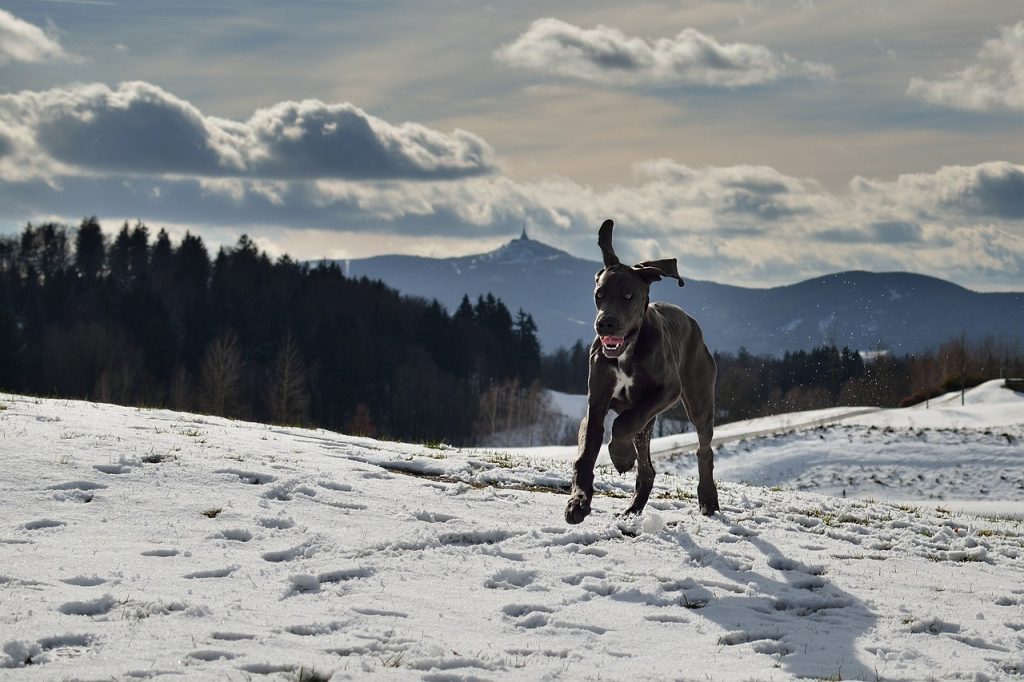 Dogue Allemand