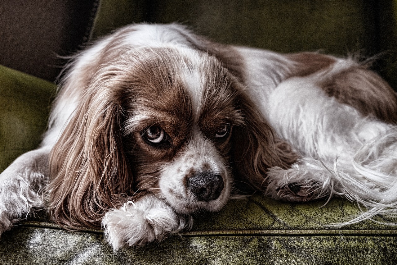 cavalier king Charles Spaniel