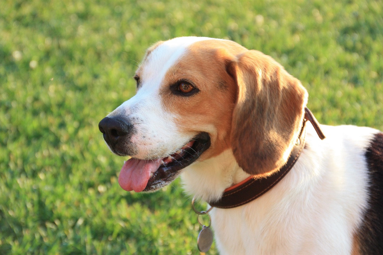 Beagle à pelage court