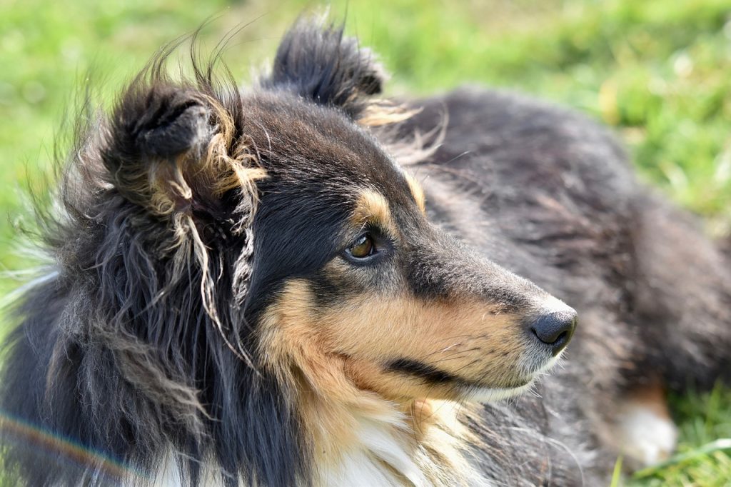 Berger Shetland
