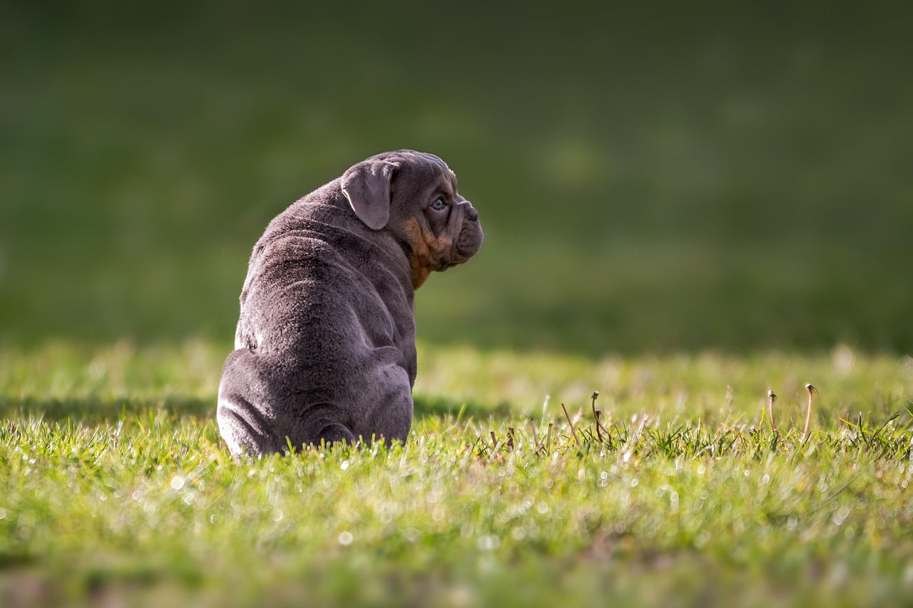 Bouledogue anglais