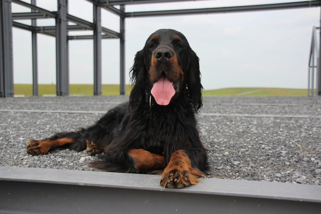Setter Gordon