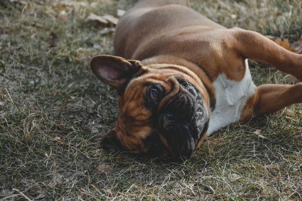 boxer