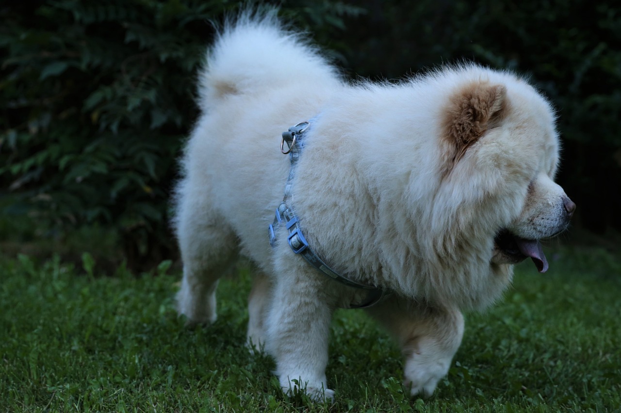 Secret du Chow Chow