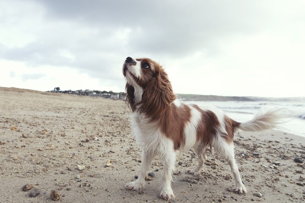 Cavalier King Charles Spaniel