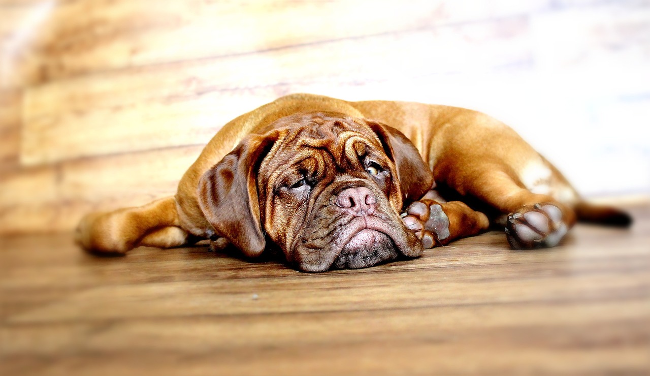 Sieste du Dogue de Bordeaux