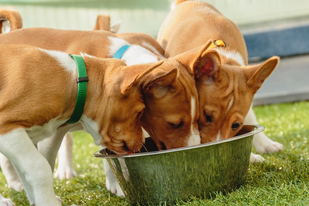 Basenji