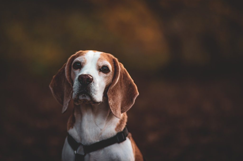 Beagle