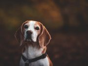 Ces 8 races de chien ont horreur de recevoir des ordres Beagle