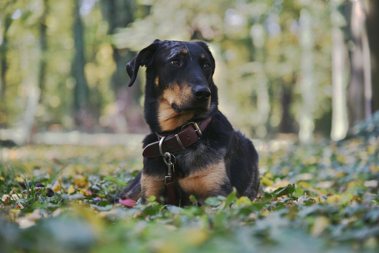 Beauceron