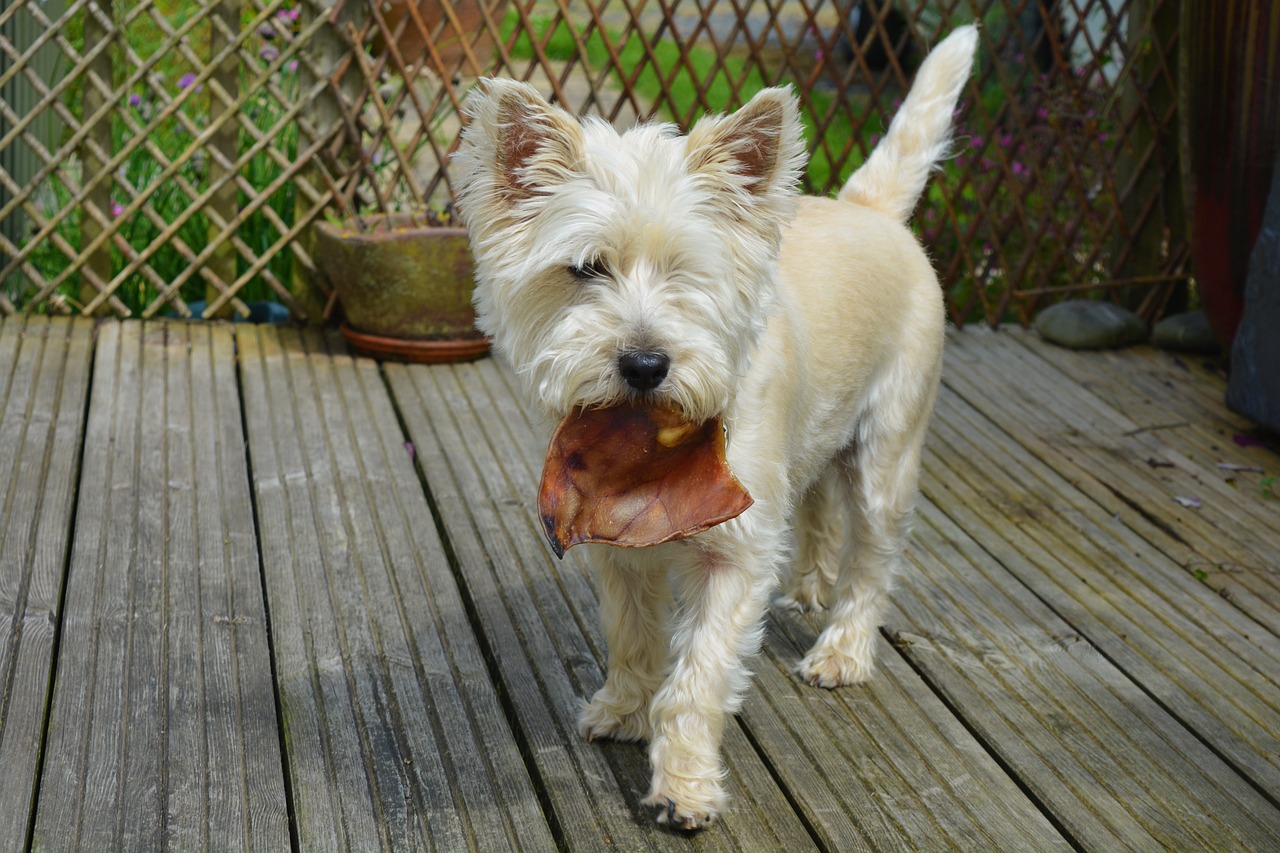 Cairn Terrier avec un air de chiot