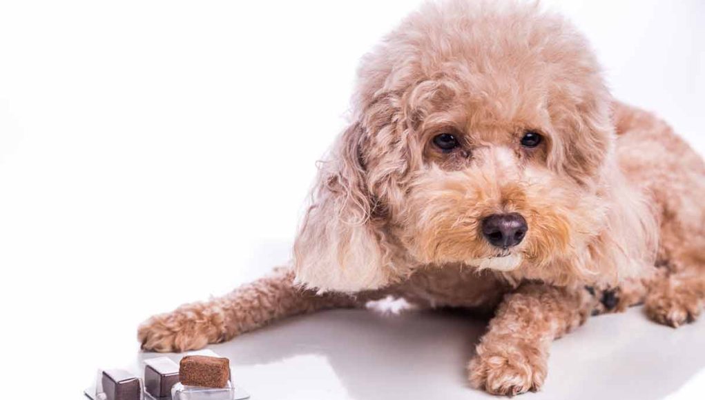 donner du chocolat à son chien