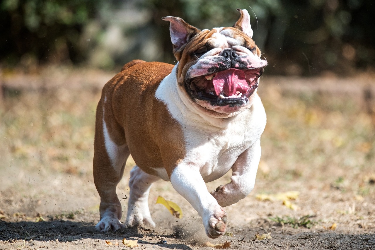 Bouledogue anglais