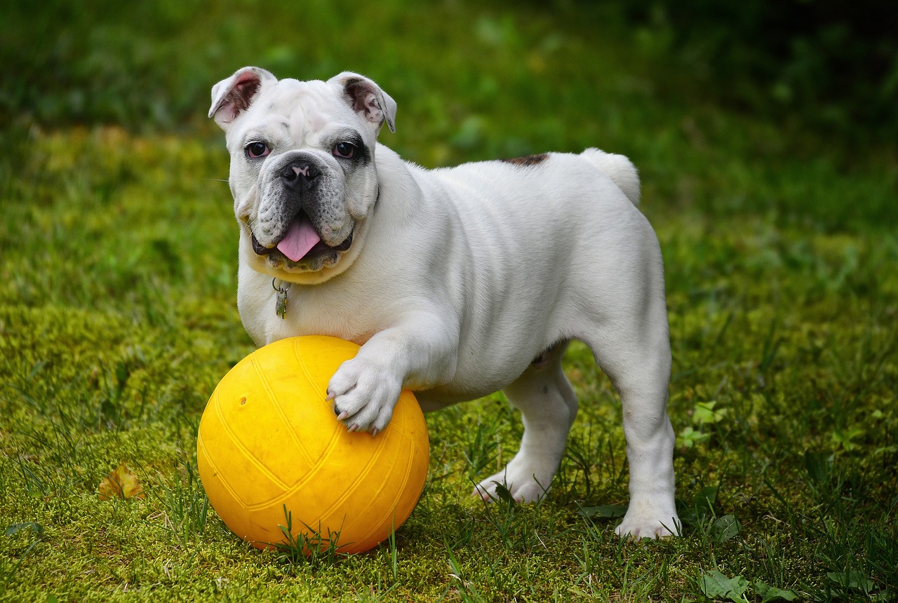 bulldogs les plus moches