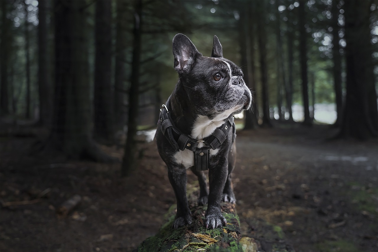 bouledogue français