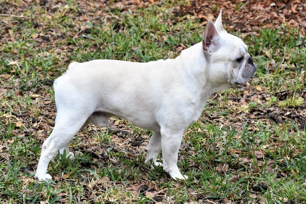 Bouledogue Français