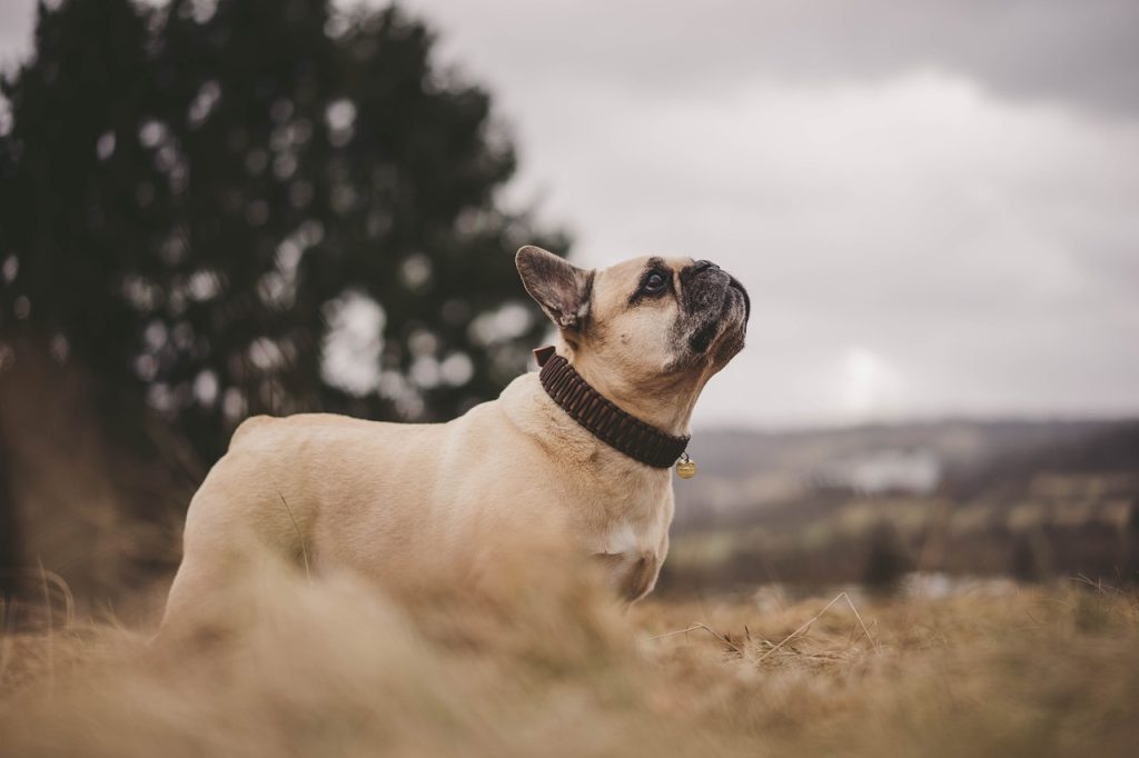Bouledogue français