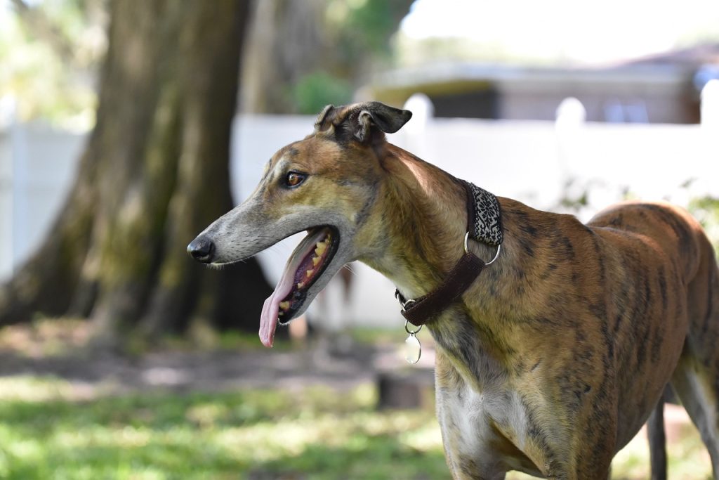 Greyhound