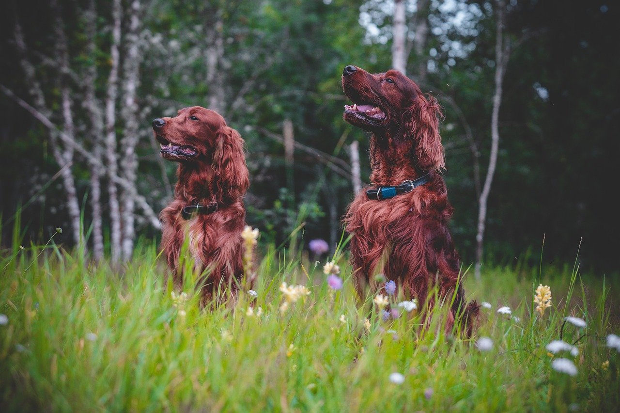 Setter Irlandais