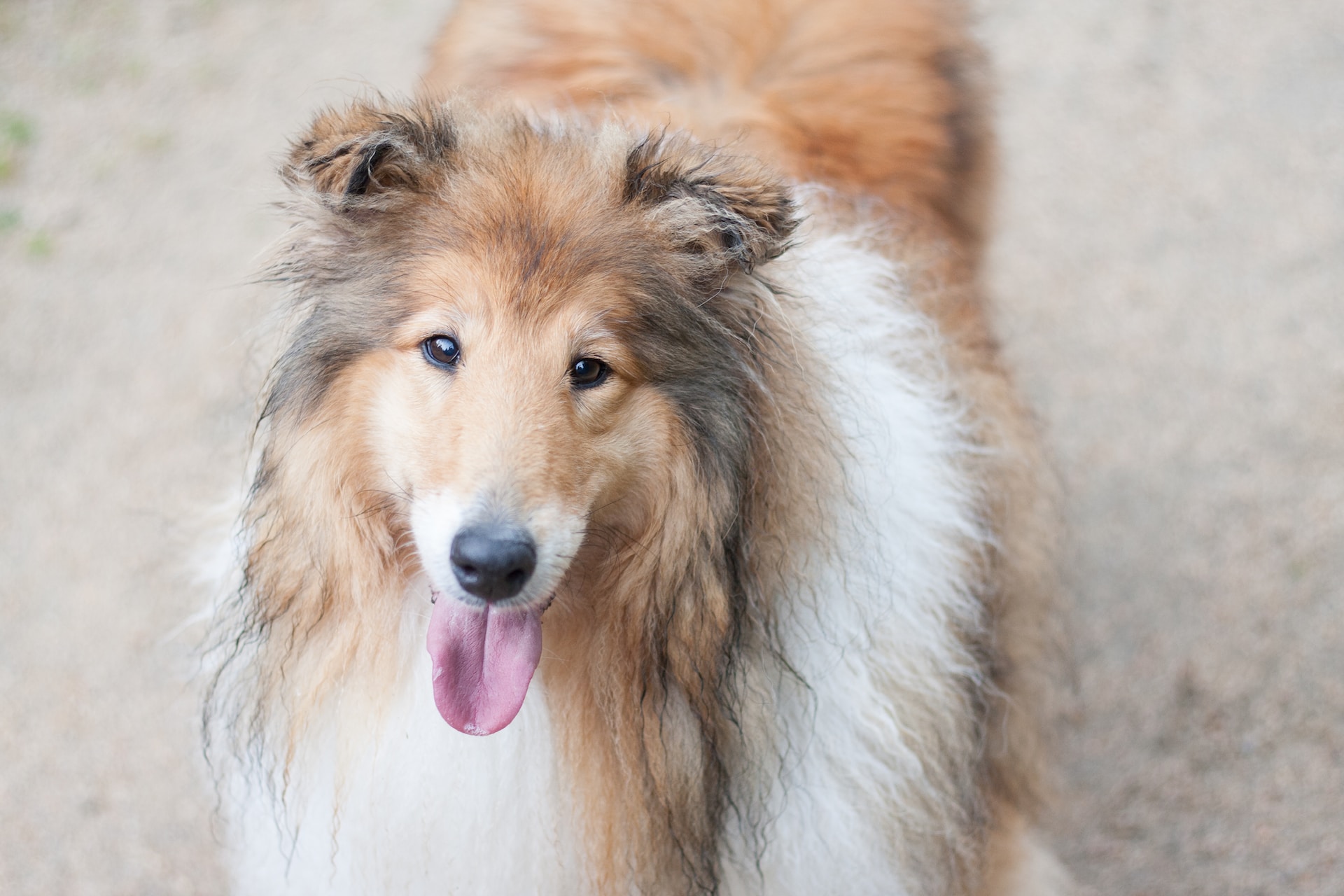 Shetland Sheepdog