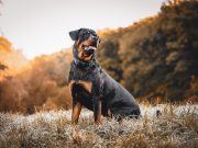 Les races de chiens souvent considérées comme dangereuses races canines dangereuses