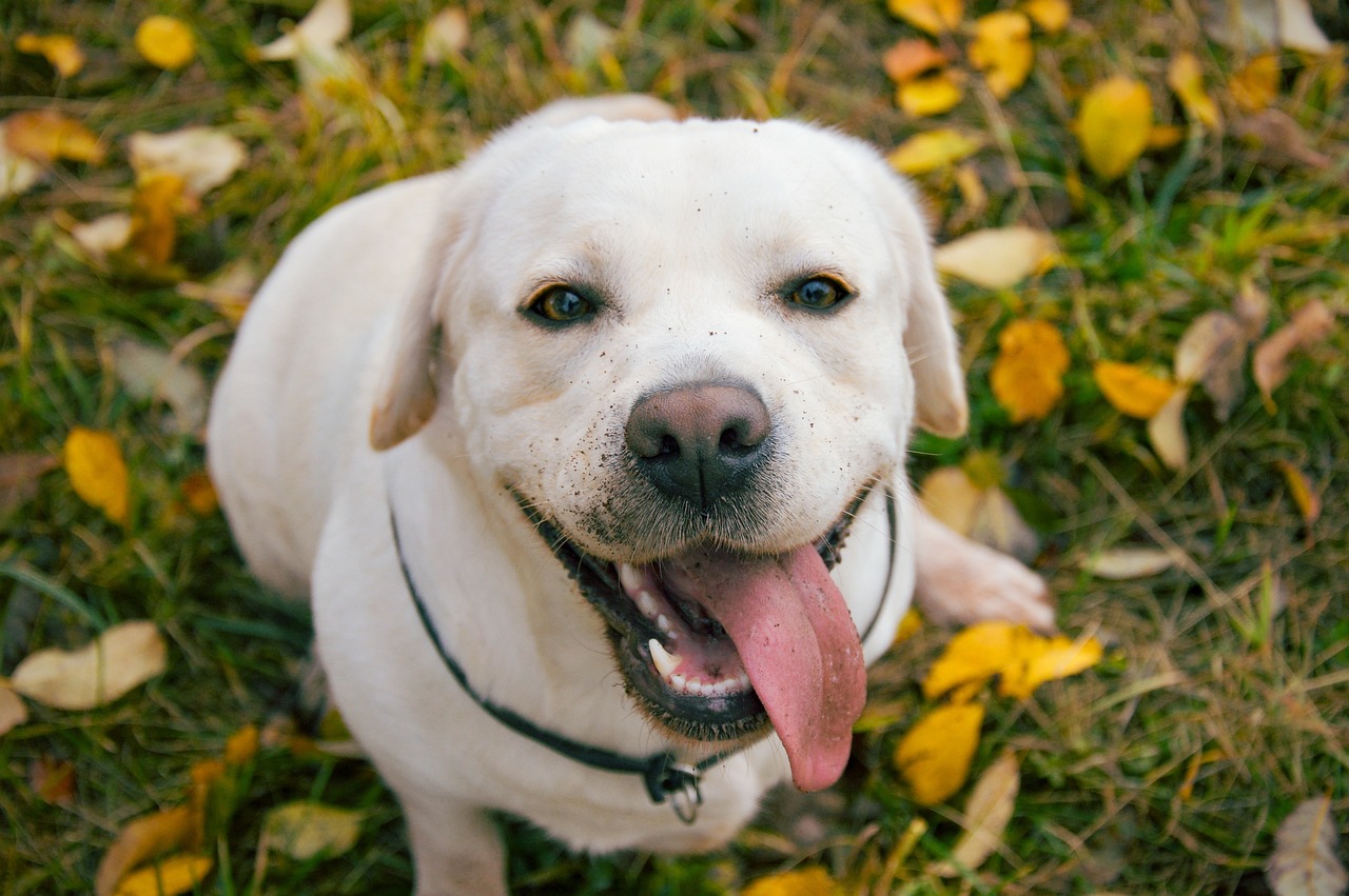 Labrador Retriever