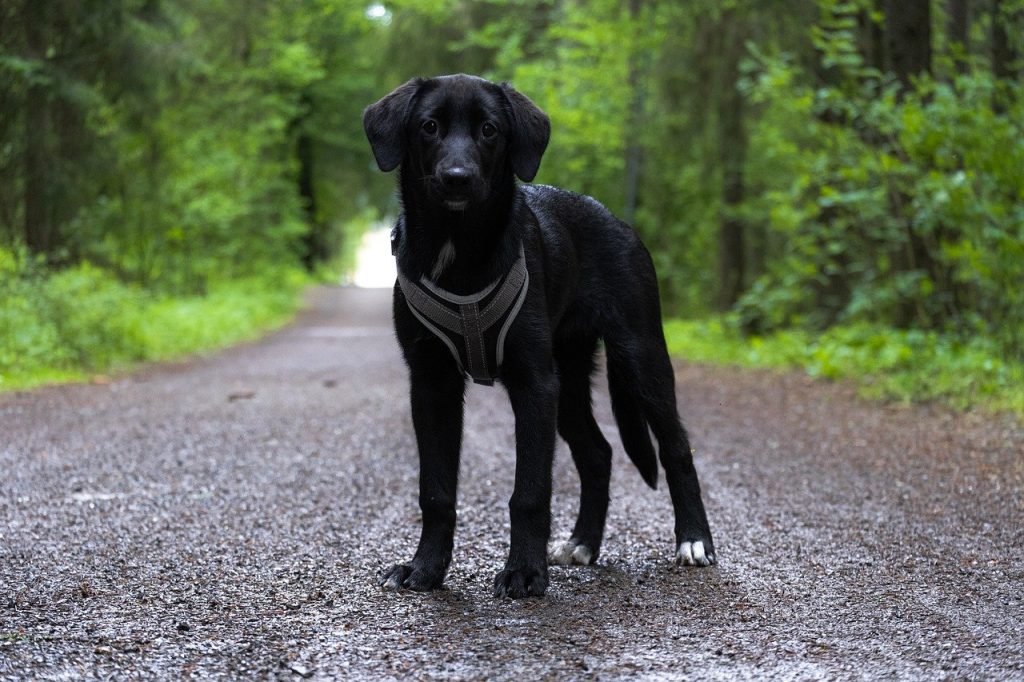 Labrador Retriever Noir
