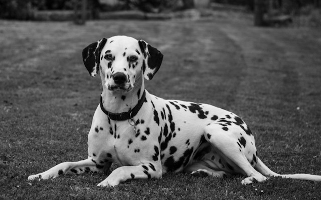 Dalmatien