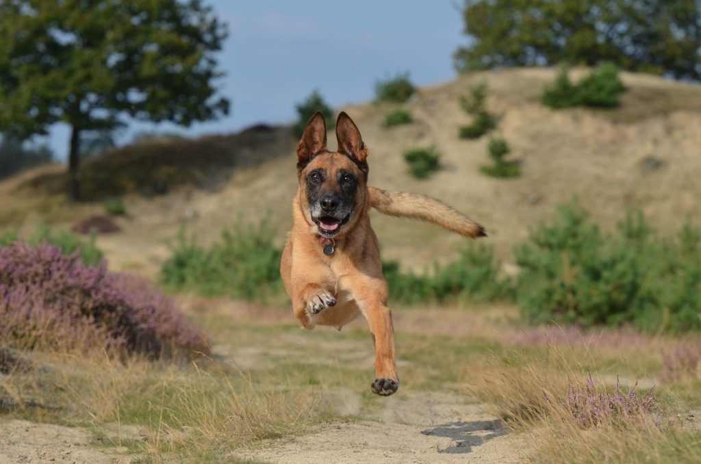Berger Belge Malinois