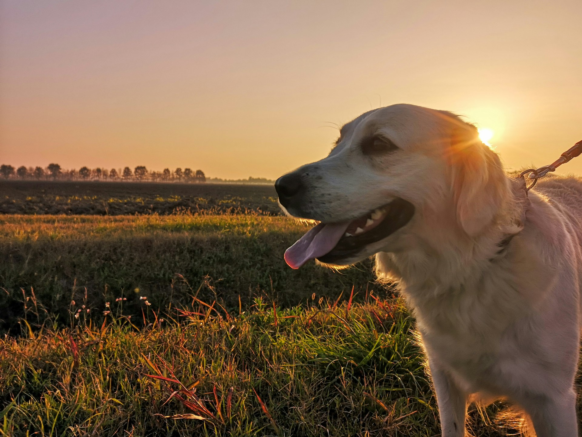 Le Labrador Retriever