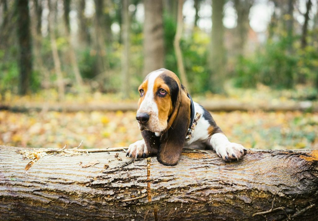Basset Hound