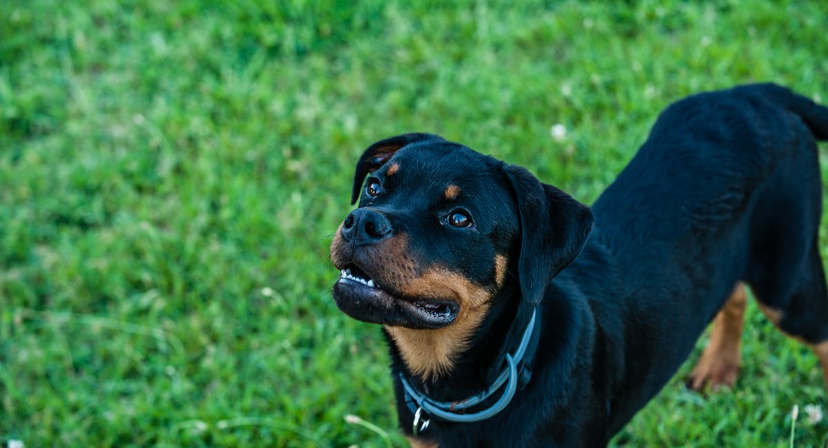 Rottweiler